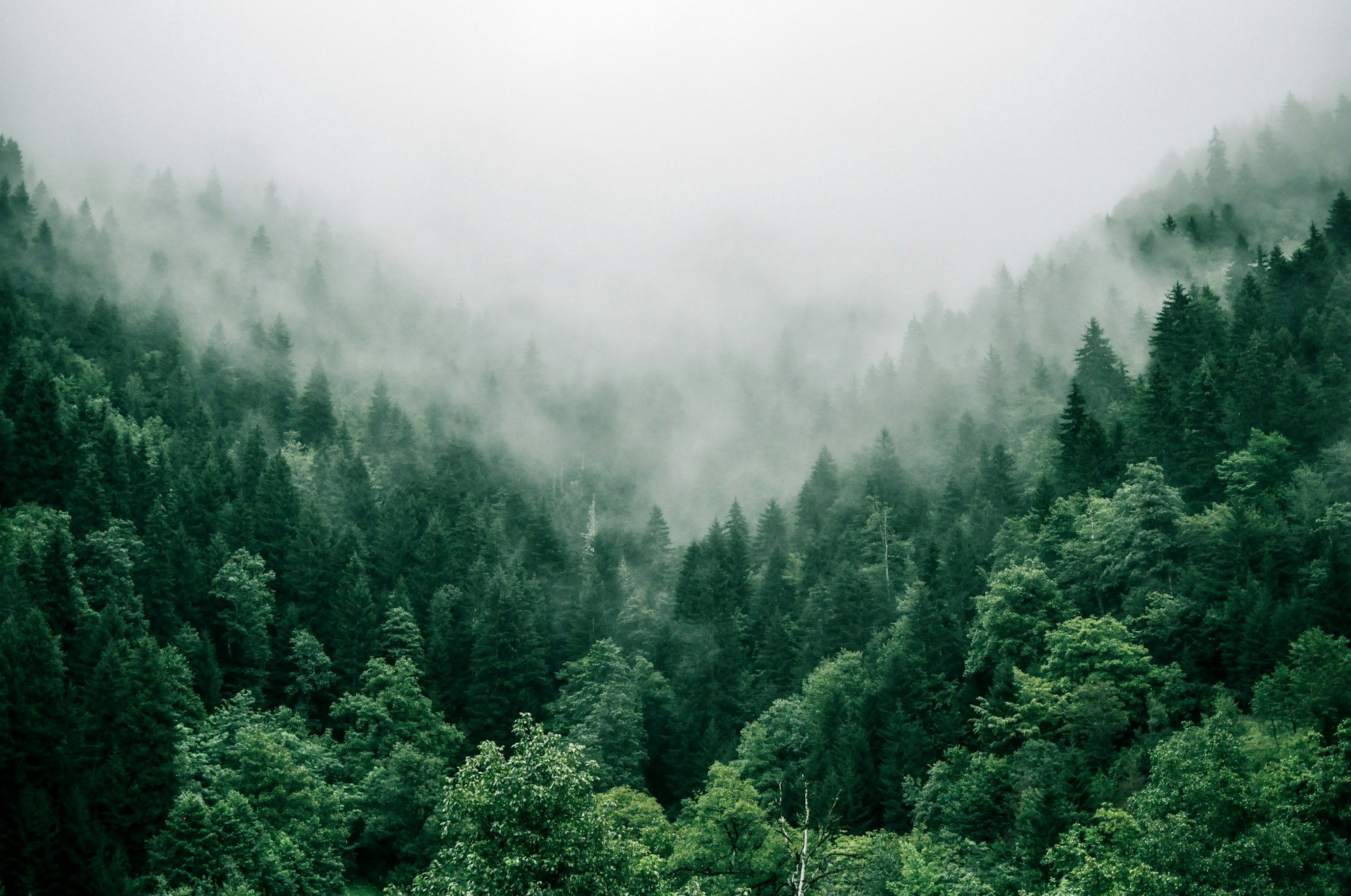 Boreal forest cover where reclamation and bush crews need low-impact access